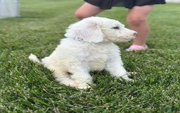 Newfypoo dogs for sale: Loki - Image 4