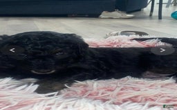 Bernedoodle dogs for sale: Baby Onix - Image 2