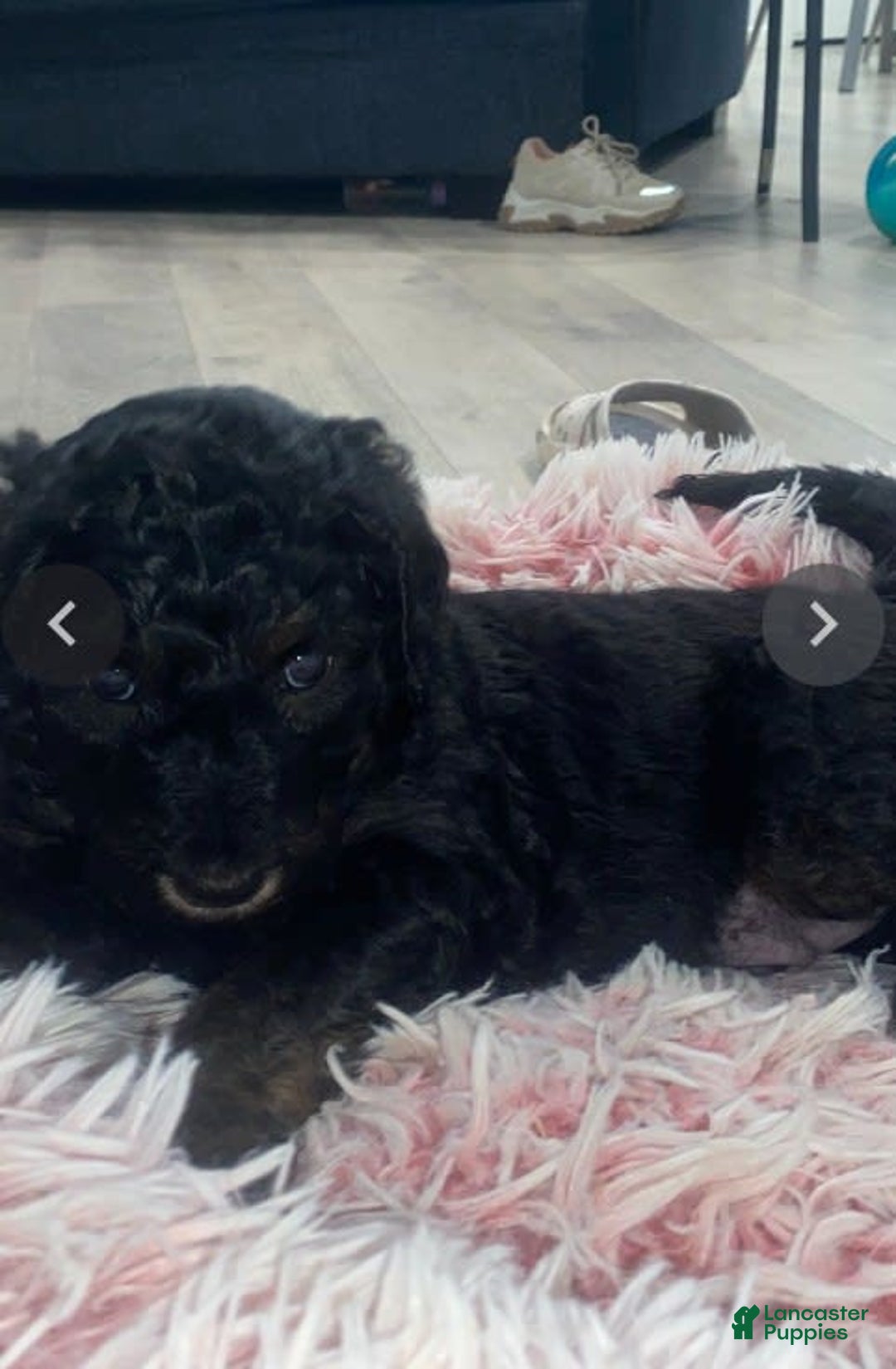 Bernedoodle dogs for sale: Baby Onix - Image 2