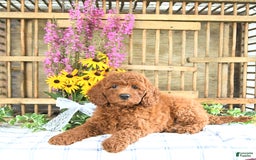 Mini Goldendoodle dogs for sale: Kobey - Image 2