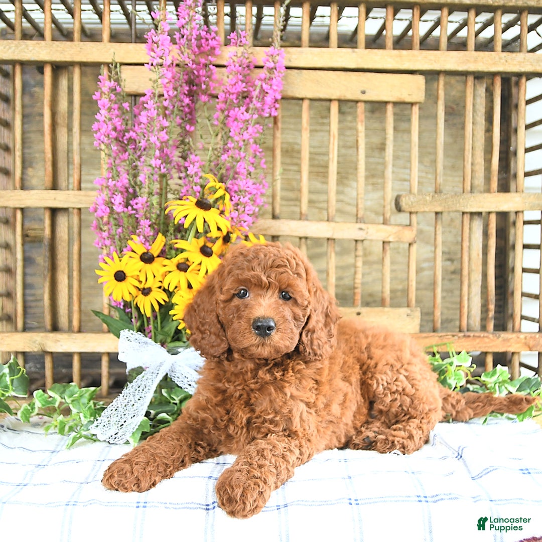 Mini Goldendoodle dogs for sale: Kobey - Image 2