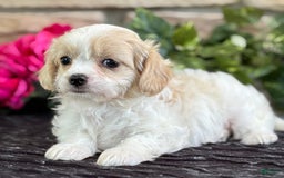 Cavalier King Charles Spaniel dogs for sale: ELLA - Image 6