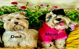 Miniature Schnauzer dogs for sale: Thor - Image 4