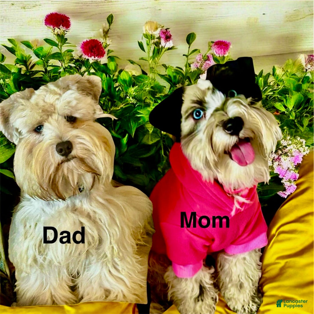 Miniature Schnauzer dogs for sale: Thor - Image 4