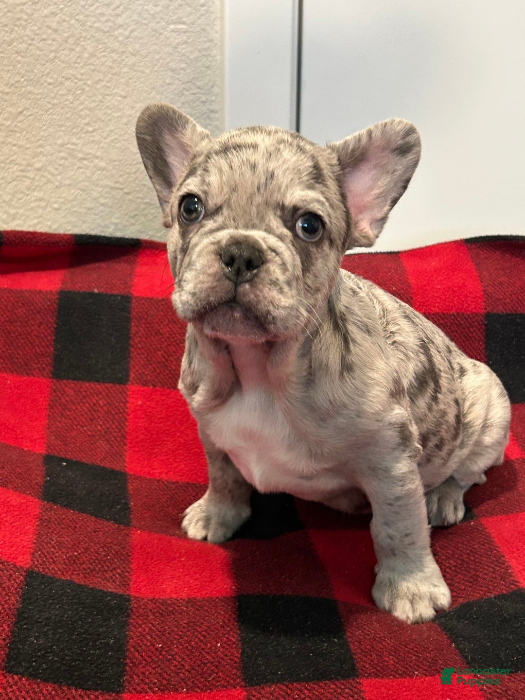 French Bulldog dogs for sale: Leo - Image 4