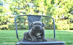 Cane Corso dogs for sale: Bruno - Image 1