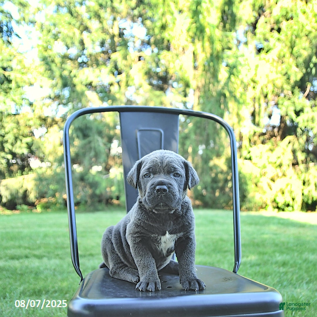 Cane Corso dogs for sale: Bruno - Image 1