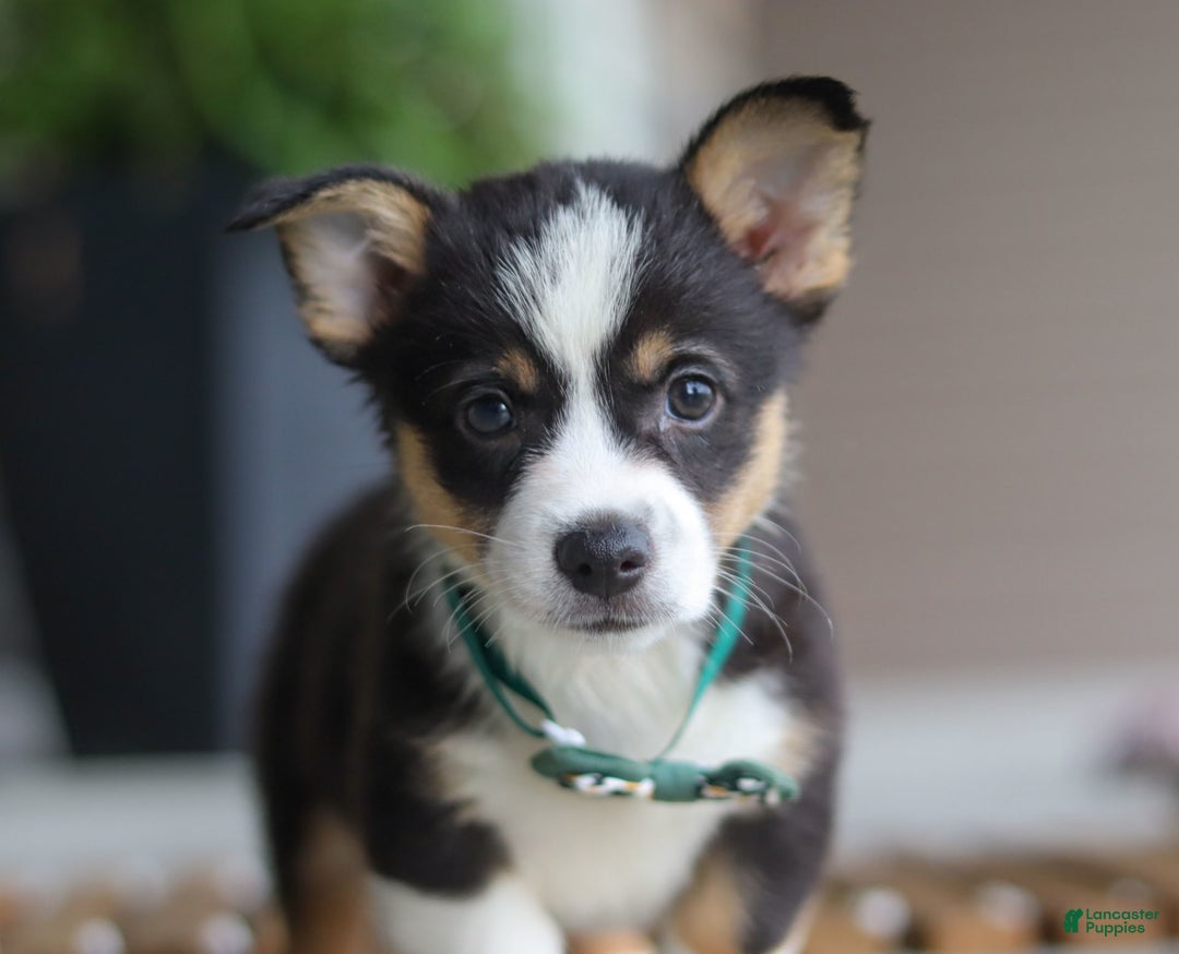 Welsh Corgi Pembroke dogs for sale: Archie - Image 6