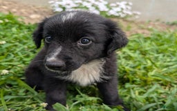 Miniature Australian Shepherd dogs for sale: Funnel Cake - Image 10