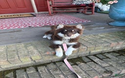 Pomsky dogs for sale: Molly - Image 2