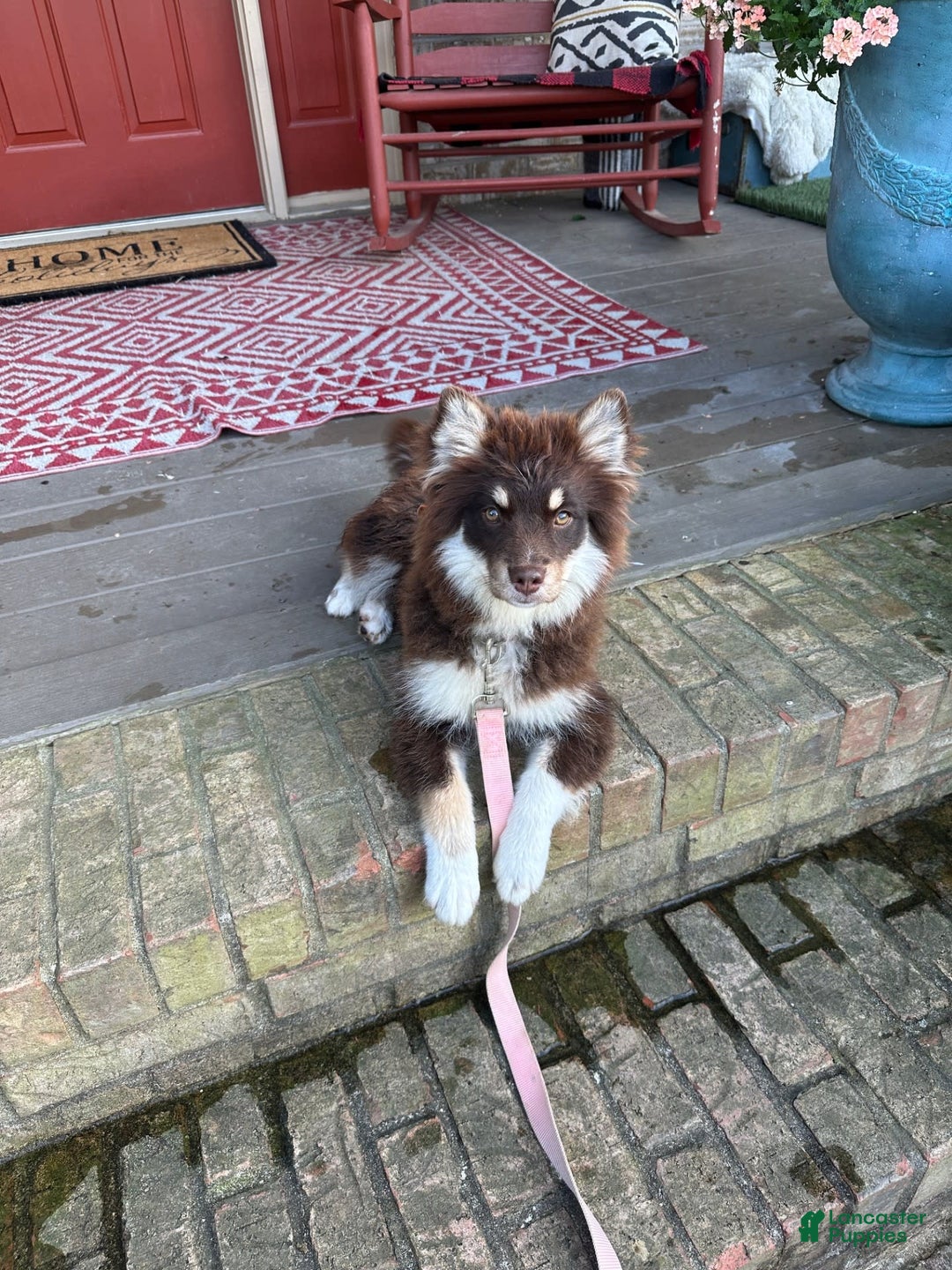 Pomsky dogs for sale: Molly - Image 2
