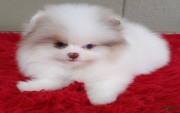 Pomeranian dogs for sale: Louie - Image 5