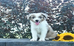 Aussiedoodle dogs for sale: Ember - Image 1