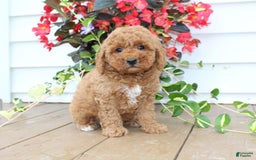 Mini Goldendoodle dogs for sale: Karson - Image 2