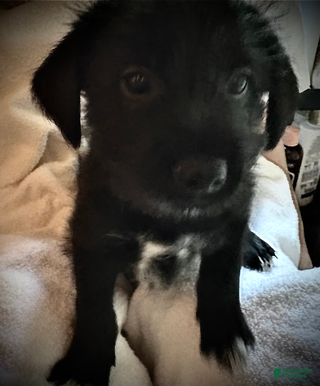 Shiba Inu dogs for sale: Manu - Image 2