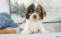 Cocker Spaniel dogs for sale: Beckham - Image 7