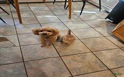 Miniature Poodle dogs for sale: Ginger - Image 3
