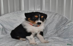 Australian Shepherd dogs for sale: Cookie - Image 3