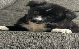Border Collie dogs for sale: Bluey - Image 4