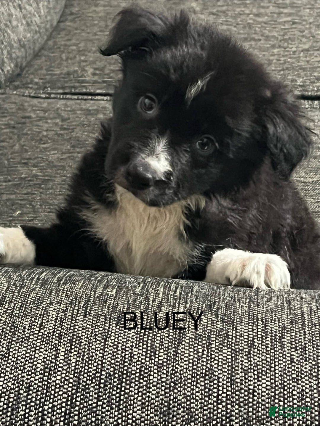 Border Collie dogs for sale: Bluey - Image 4