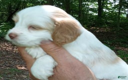 Portuguese Water Dog dogs for sale: Pearlie May - Image 4
