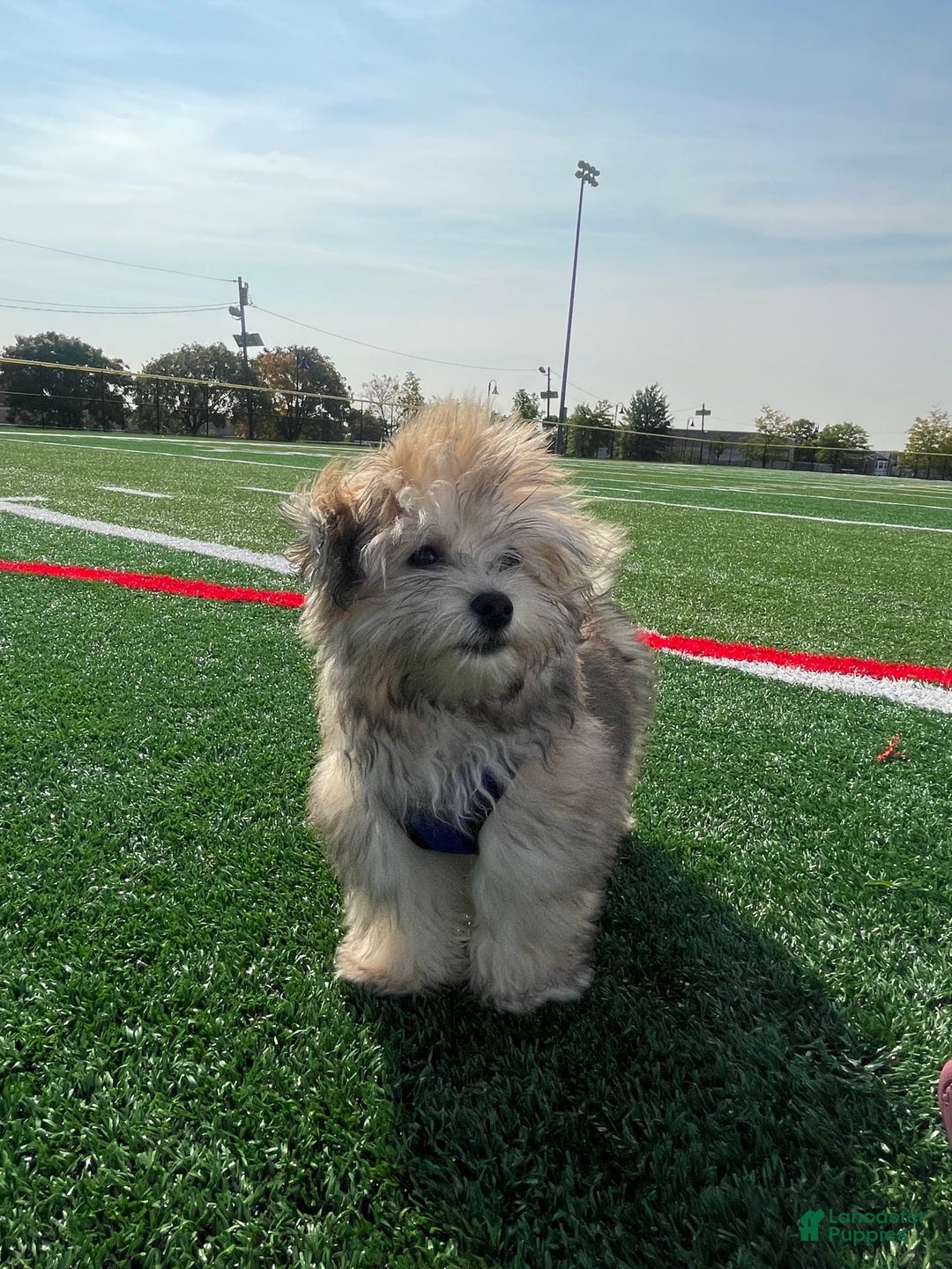 Havanese dogs for sale: Brasii - Image 5