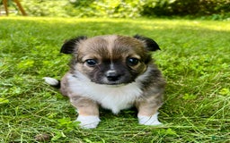 Chihuahua dogs for sale: Liam - Image 7