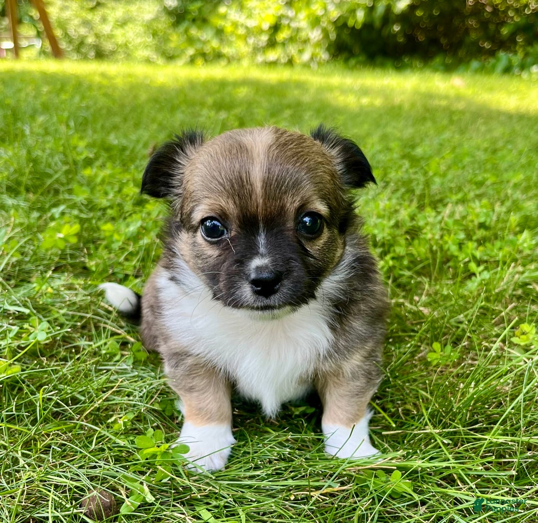 Chihuahua dogs for sale: Liam - Image 7