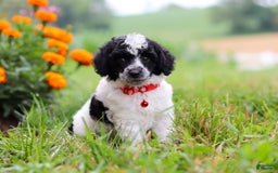 Miniature Poodle dogs for sale: Pepper - Image 10