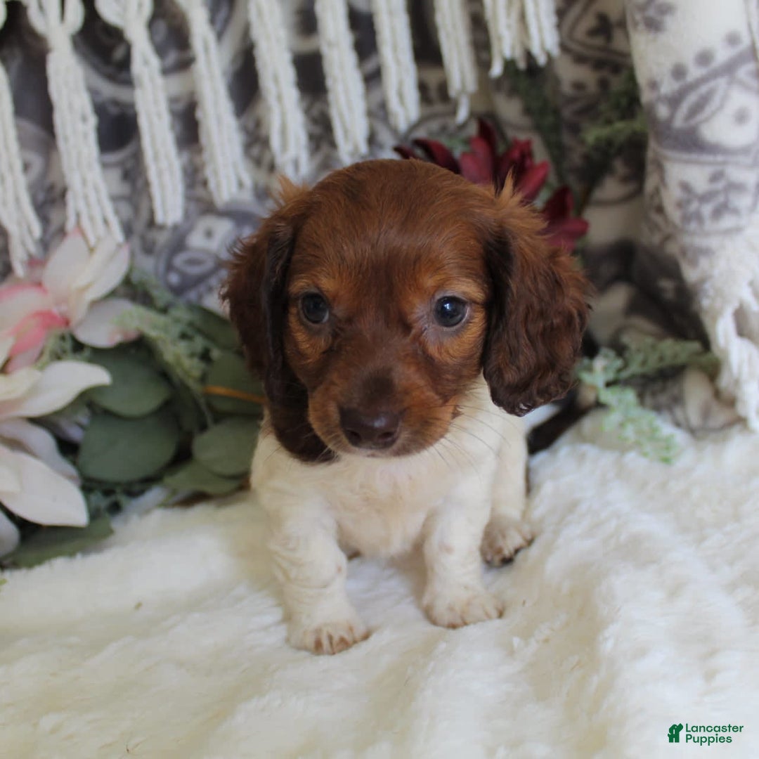 Miniature Dachshund dogs for sale: Gloria - Image 9