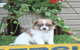 Pomeranian dogs for sale: Celia - Image 8