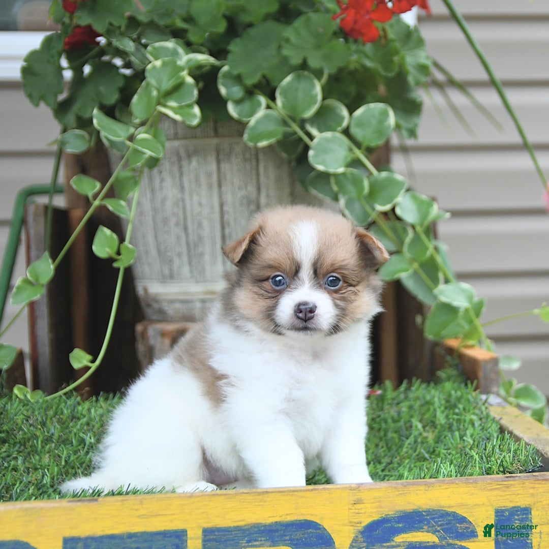 Pomeranian dogs for sale: Celia - Image 8