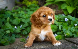 Cavalier King Charles Spaniel dogs for sale: Clifford - Image 10