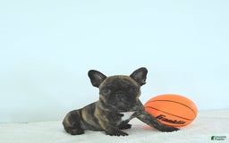Frenchton dogs for sale: Zeke - Image 5