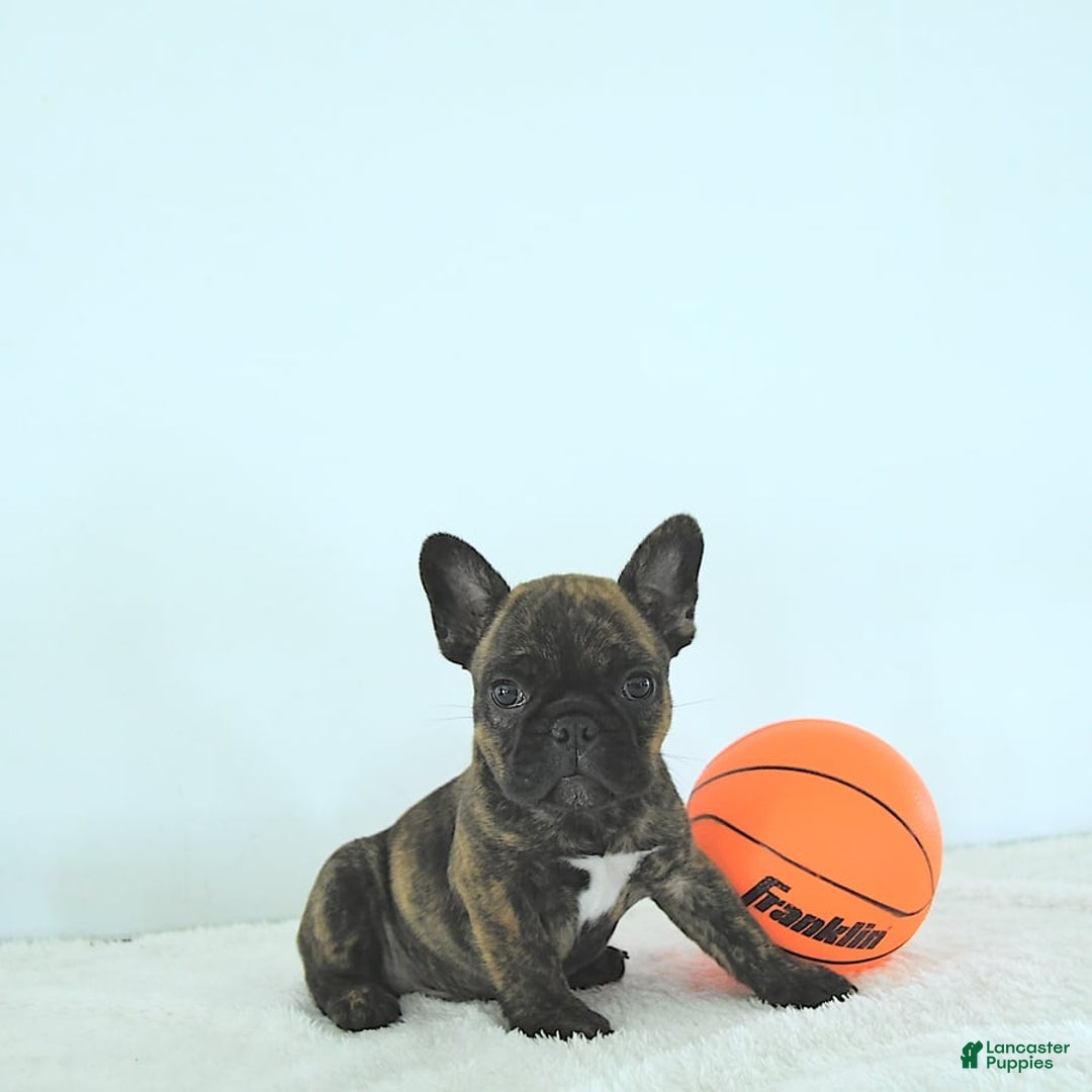 Frenchton dogs for sale: Zeke - Image 5