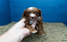 Cavapoo dogs for sale: Sean - Image 15