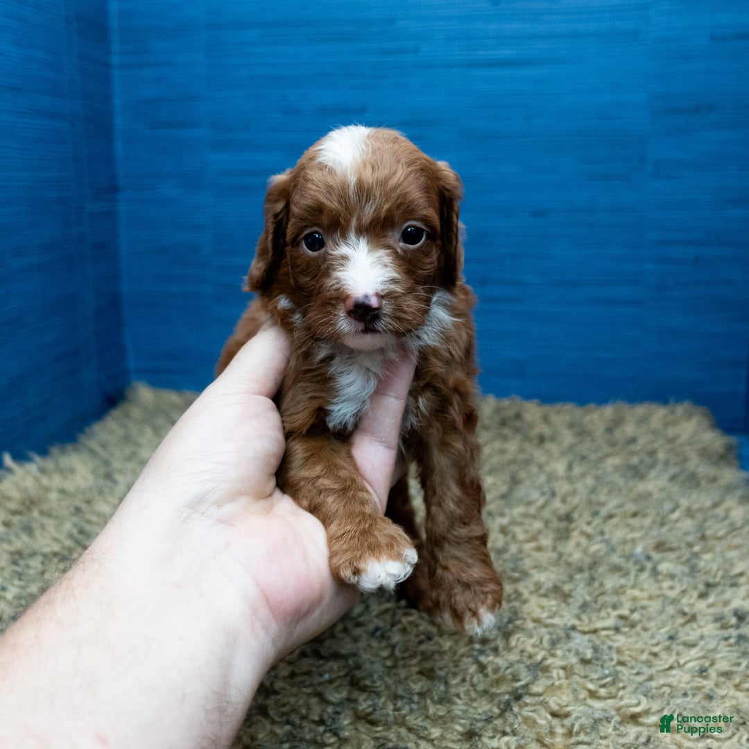 Cavapoo dogs for sale: Sean - Image 15
