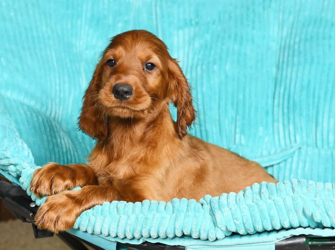 Irish Setter dogs for sale: Milo - Image 5