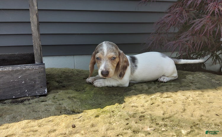 Miniature Dachshund dogs for sale - Ad 2