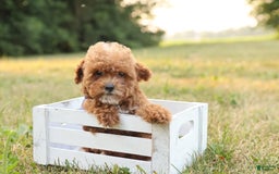 Toy Poodle dogs for sale: Reese - Image 11