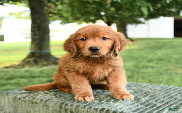 Golden Retriever dogs - Advert 20