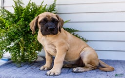 English Mastiff dogs for sale: Hadley - Image 3