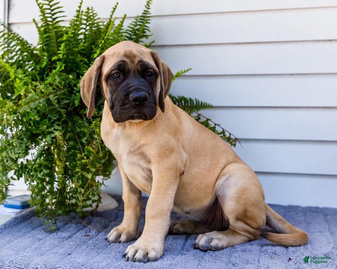 English Mastiff dogs for sale: Hadley - Image 3