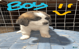Saint Bernard dogs for sale: Puppy - Image 2