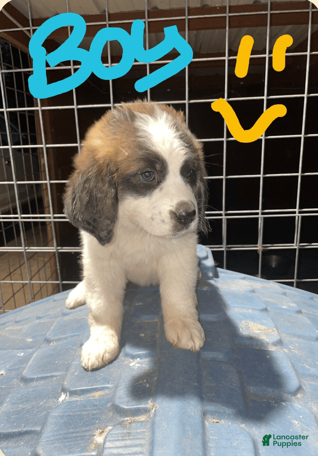 Saint Bernard dogs for sale: Puppy - Image 2