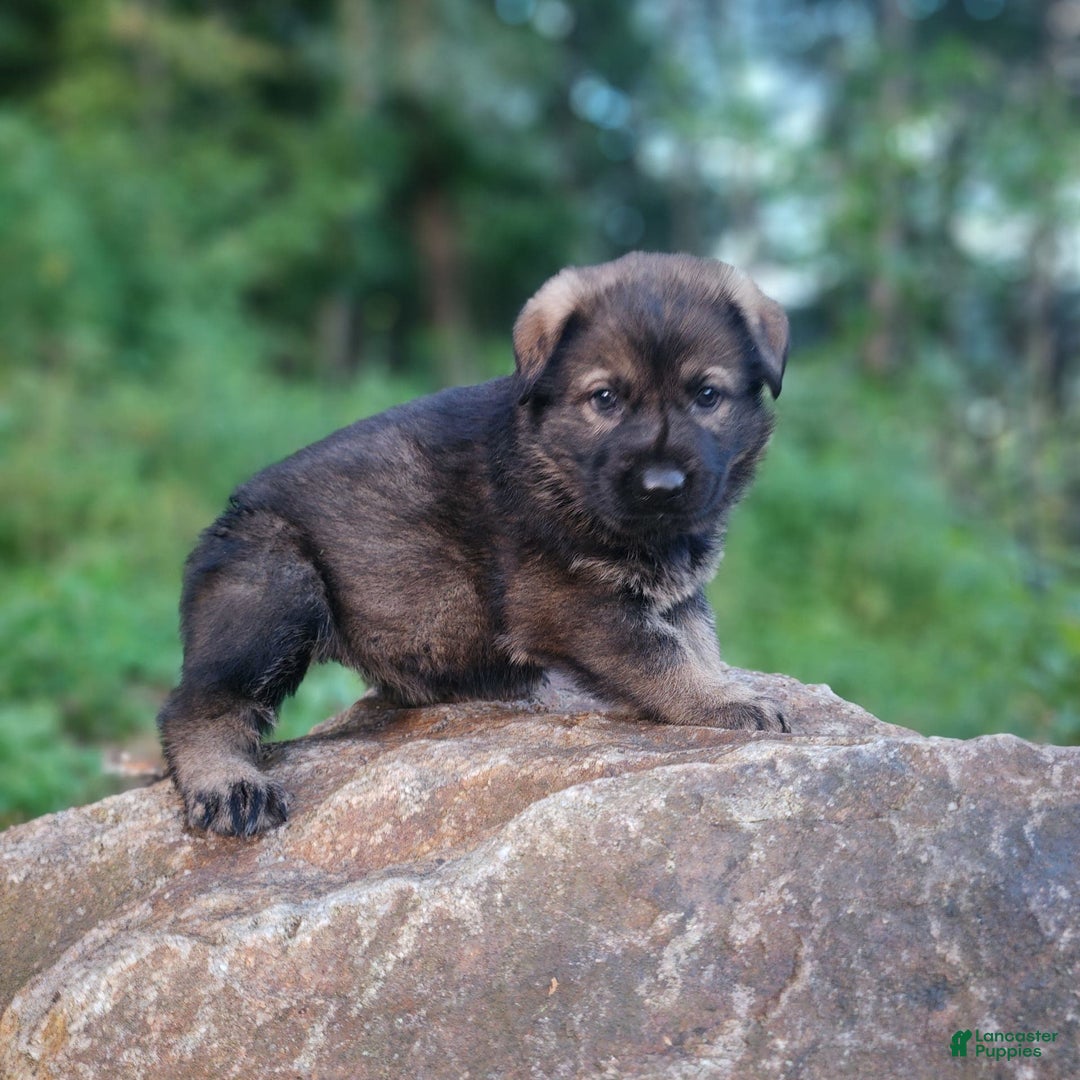 German Shepherd dogs for sale: Karma - Image 17