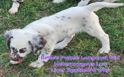 Dalmatian dogs for sale: Belles Purple Lua Liver Spotted Longcoat Girl - Image 11