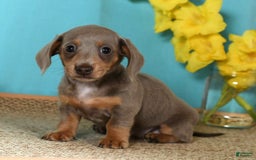 Miniature Dachshund dogs for sale: Lisa - Image 3