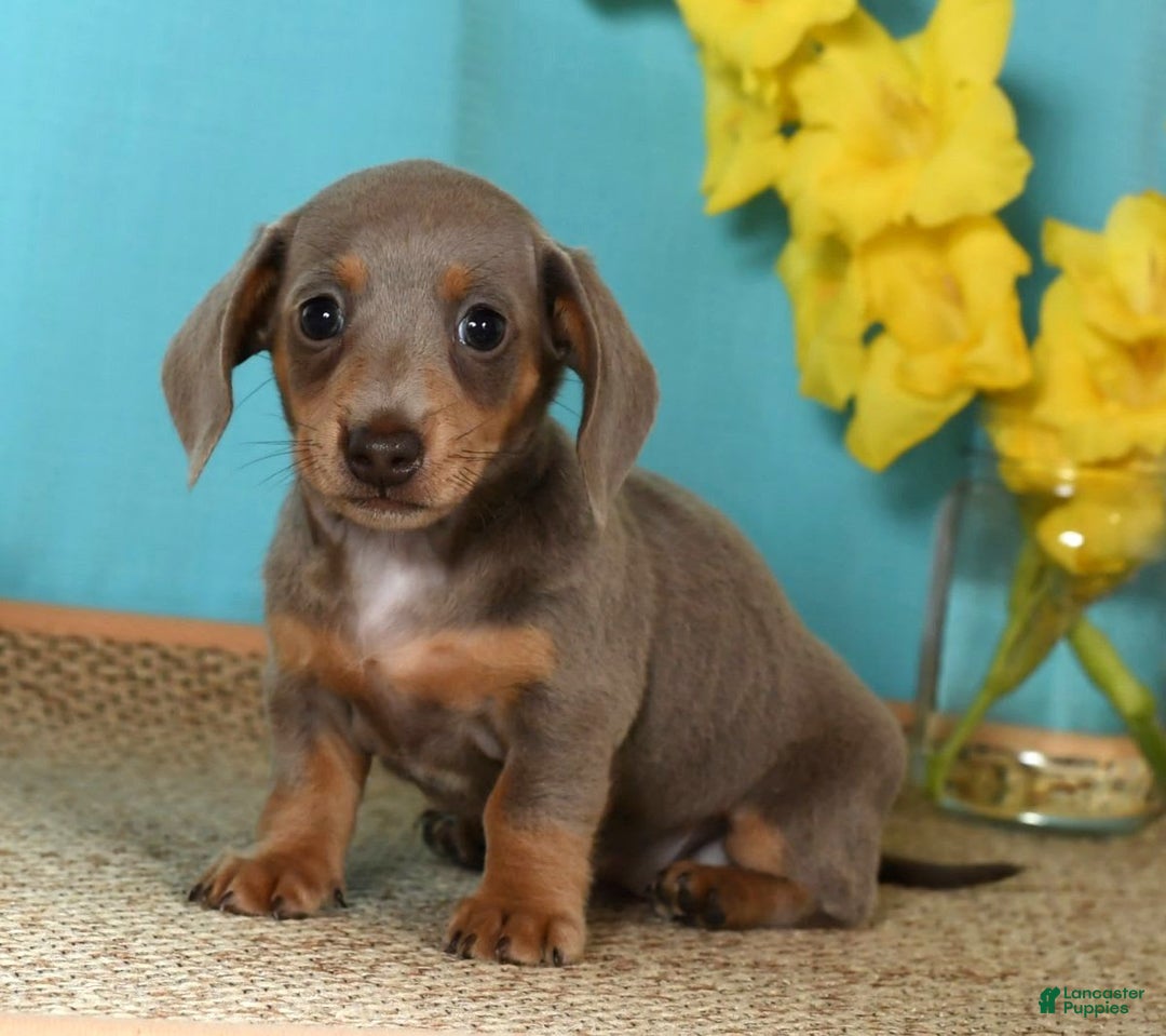 Miniature Dachshund dogs for sale: Lisa - Image 3