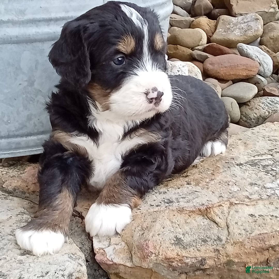 Mini Bernedoodle dogs for sale: Shiloh - Image 23